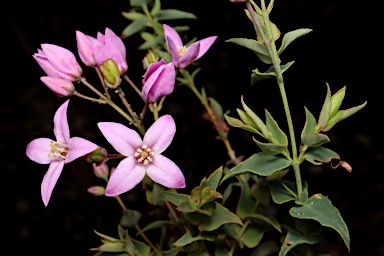 APII jpeg image of Boronia ovata  © contact APII