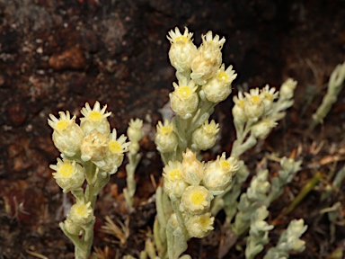 APII jpeg image of Pterochaeta paniculata  © contact APII