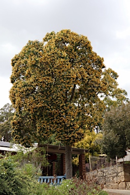 APII jpeg image of Hymenosporum flavum  © contact APII