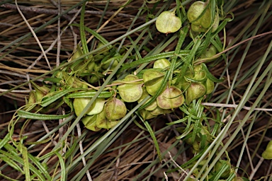 APII jpeg image of Dioscorea hastifolia  © contact APII