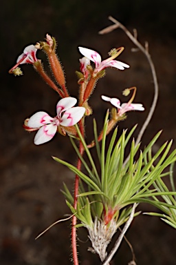 APII jpeg image of Stylidium dichotomum  © contact APII