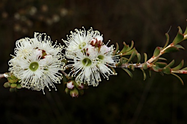 APII jpeg image of Kunzea micrantha subsp. micrantha  © contact APII