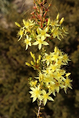 APII jpeg image of Calytrix angulata  © contact APII