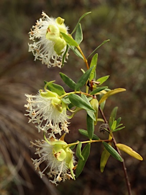 APII jpeg image of Pimelea leucantha  © contact APII