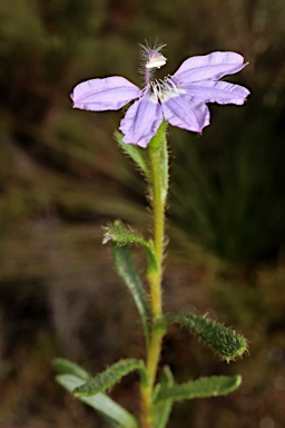 APII jpeg image of Scaevola glandulifera  © contact APII