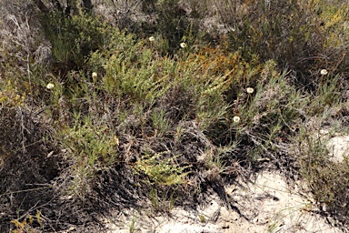 APII jpeg image of Dasypogon obliquifolius  © contact APII