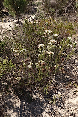 APII jpeg image of Andersonia heterophylla  © contact APII