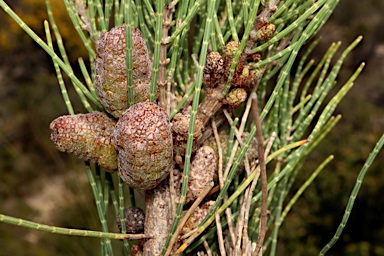 APII jpeg image of Allocasuarina humilis  © contact APII