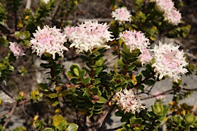 APII jpeg image of Pimelea ferruginea  © contact APII