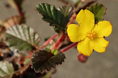 APII jpeg image of Hibbertia grossulariifolia  © contact APII