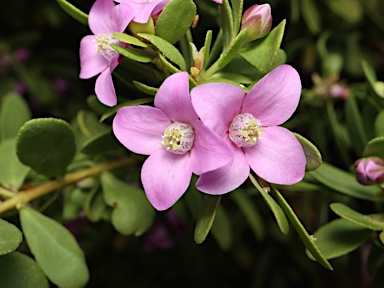 APII jpeg image of Boronia crenulata  © contact APII