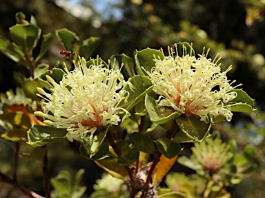 APII jpeg image of Banksia oligantha  © contact APII