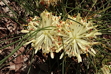 APII jpeg image of Petrophile filifolia  © contact APII