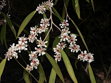 APII jpeg image of Agonis flexuosa  © contact APII