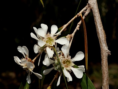 APII jpeg image of Agonis flexuosa  © contact APII