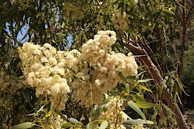 APII jpeg image of Corymbia opaca  © contact APII