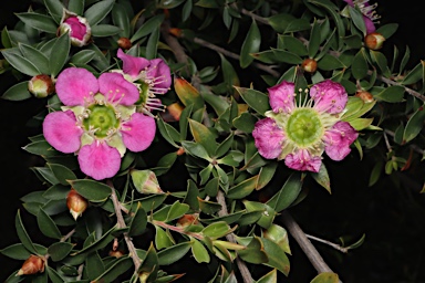 APII jpeg image of Leptospermum macrocarpum  © contact APII