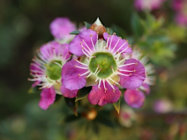 APII jpeg image of Leptospermum macrocarpum  © contact APII