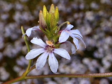 APII jpeg image of Scaevola thesioides  © contact APII