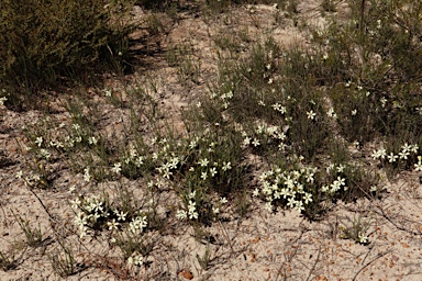 APII jpeg image of Orianthera flaviflora  © contact APII