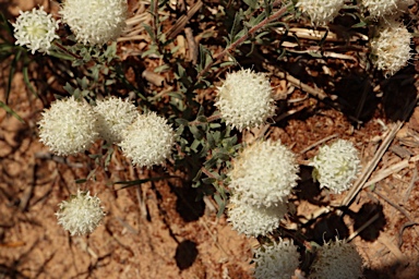 APII jpeg image of Pimelea imbricata var. piligera  © contact APII