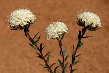 APII jpeg image of Pimelea imbricata var. piligera  © contact APII