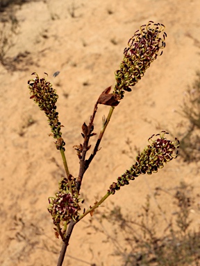 APII jpeg image of Grevillea eryngioides  © contact APII