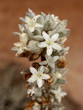 APII jpeg image of Wilsonia humilis  © contact APII