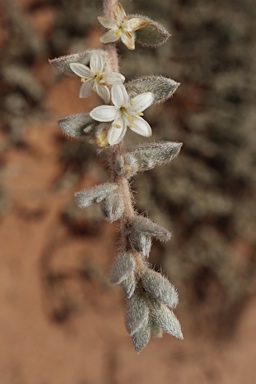 APII jpeg image of Wilsonia humilis  © contact APII