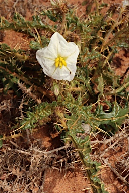 APII jpeg image of Solanum hoplopetalum  © contact APII