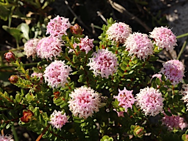 APII jpeg image of Pimelea ferruginea  © contact APII