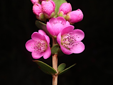 APII jpeg image of Hypocalymma speciosum  © contact APII