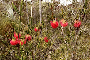 APII jpeg image of Beaufortia sparsa  © contact APII