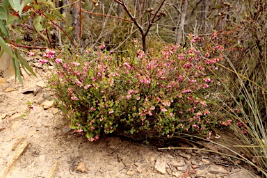 APII jpeg image of Hypocalymma speciosum  © contact APII