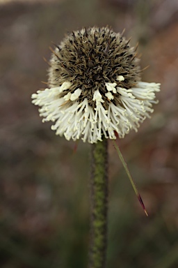 APII jpeg image of Dasypogon bromeliifolius  © contact APII