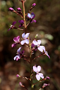 APII jpeg image of Stylidium amoenum  © contact APII