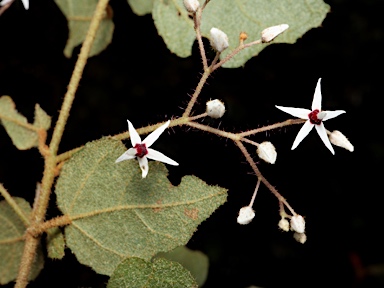 APII jpeg image of Lasiopetalum floribundum  © contact APII