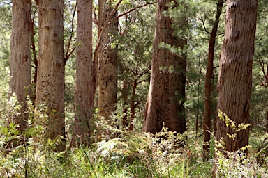 APII jpeg image of Eucalyptus guilfoylei  © contact APII