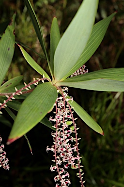 APII jpeg image of Leucopogon verticillatus  © contact APII