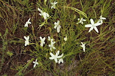 APII jpeg image of Diaspasis filifolia  © contact APII