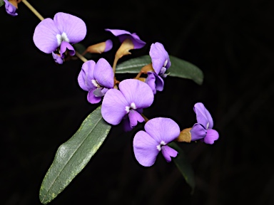 APII jpeg image of Hovea elliptica  © contact APII