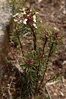 APII jpeg image of Stylidium rhynchocarpum  © contact APII