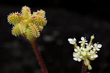 APII jpeg image of Trachymene pilosa  © contact APII