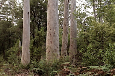 APII jpeg image of Eucalyptus diversicolor  © contact APII