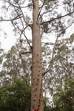 APII jpeg image of Eucalyptus diversicolor  © contact APII