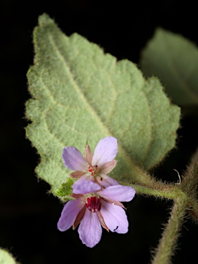 APII jpeg image of Tremandra stelligera  © contact APII