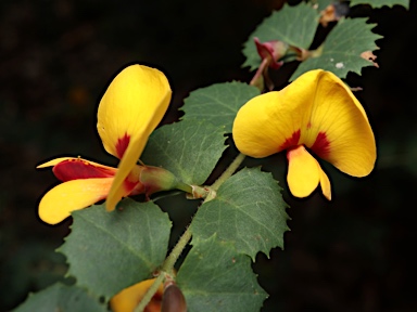 APII jpeg image of Bossiaea aquifolium subsp. laidlawiana  © contact APII