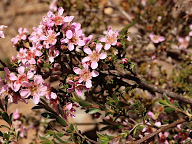 APII jpeg image of Pericalymma ellipticum var. floridum  © contact APII