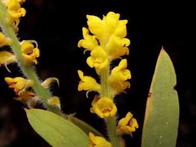 APII jpeg image of Synaphea floribunda  © contact APII