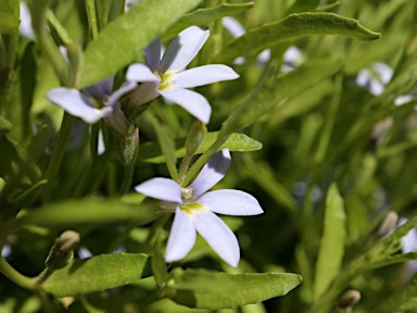 APII jpeg image of Lobelia pratioides  © contact APII